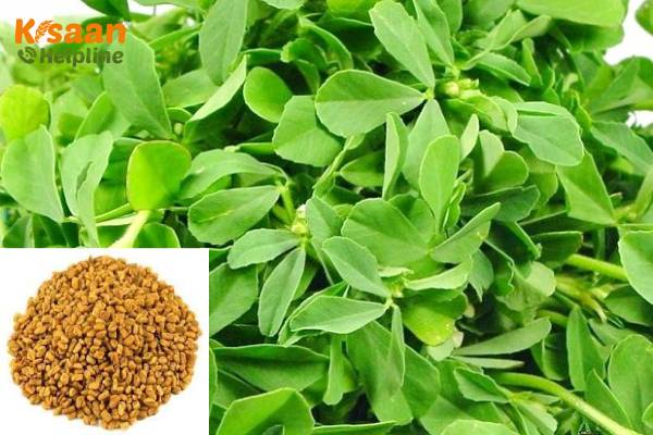Fenugreek (मेथी)
